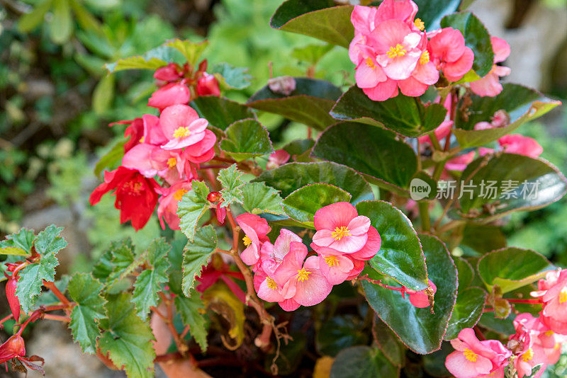 粉红秋海棠(Semperflorens Begonias)在夏季地中海花园开花